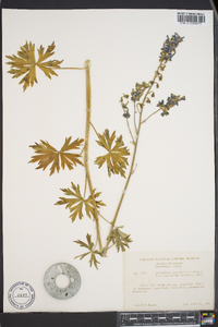 Delphinium occidentale image