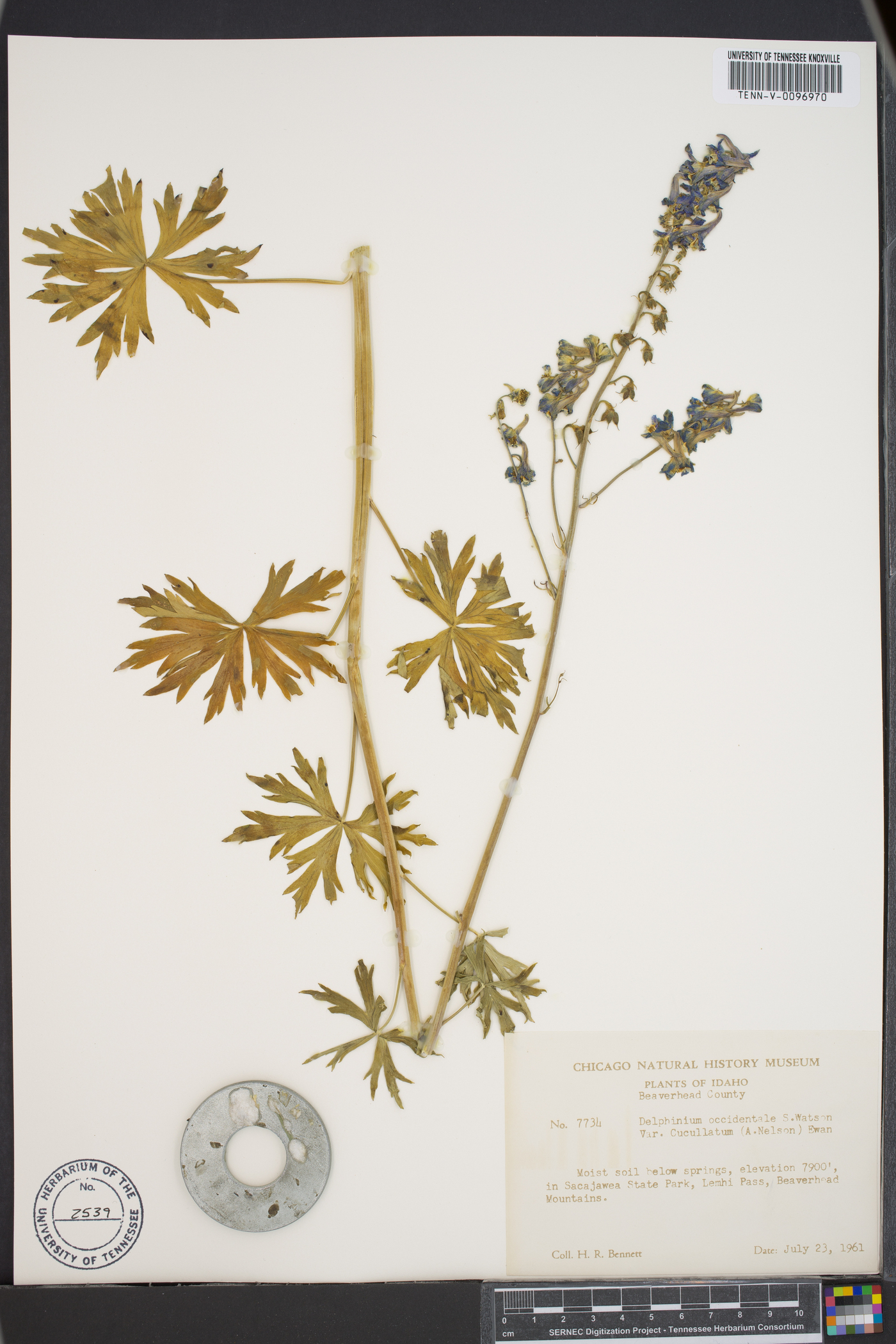 Delphinium occidentale var. cucullatum image