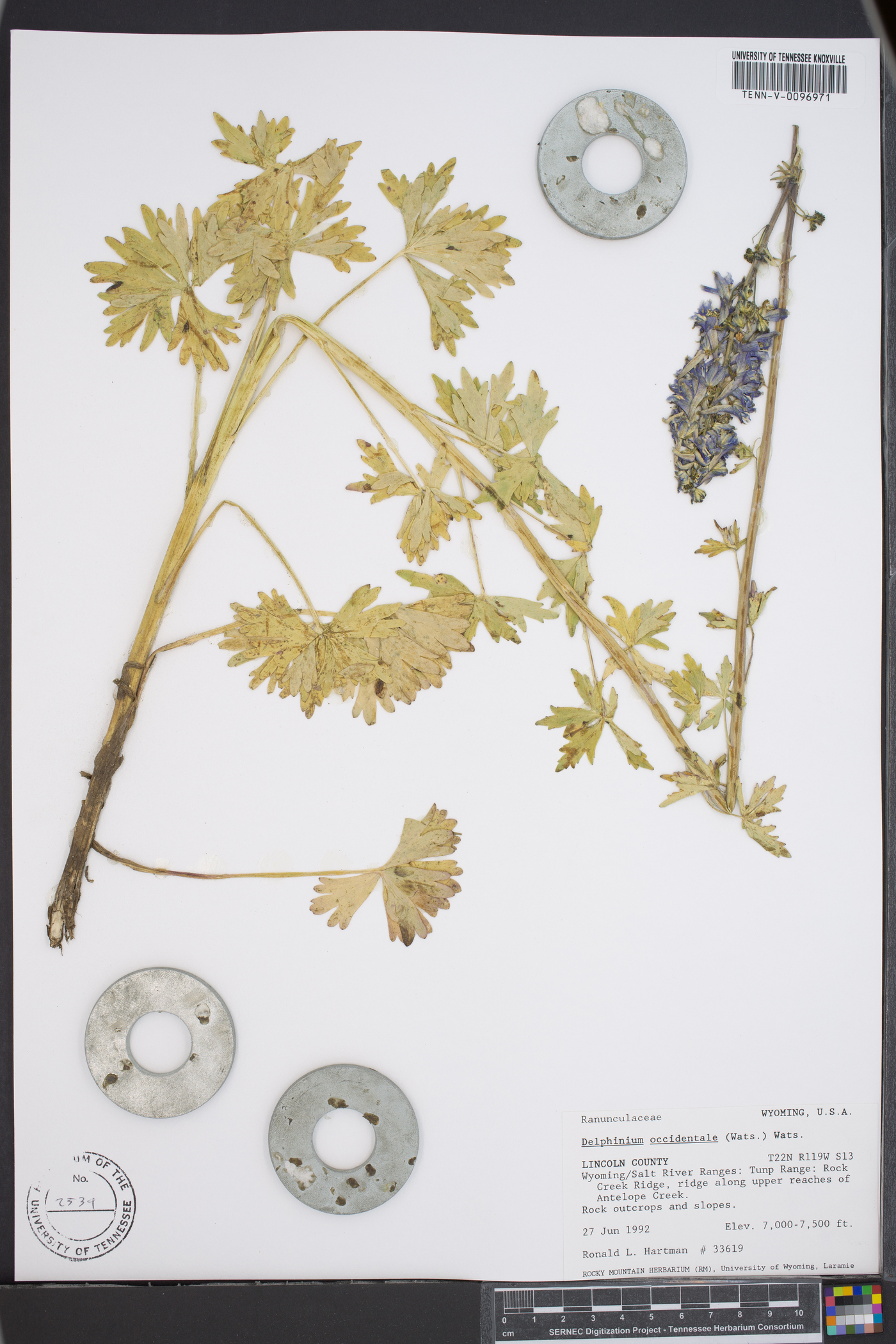 Delphinium occidentale image