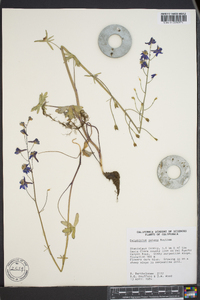 Delphinium parryi image