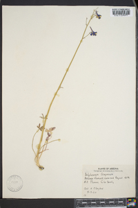 Delphinium scaposum image