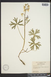 Delphinium tricorne image