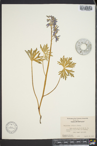 Delphinium tricorne image