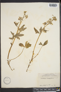 Delphinium tricorne image