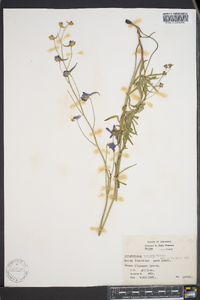 Delphinium tricorne image