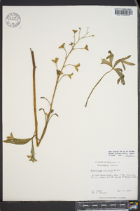 Delphinium tricorne image