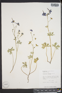 Delphinium tricorne image