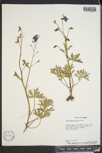 Delphinium tricorne image