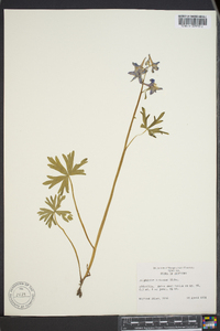 Delphinium tricorne image