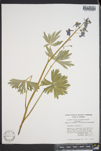 Delphinium tricorne image