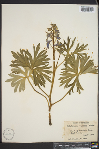 Delphinium tricorne image