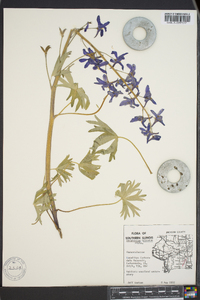 Delphinium tricorne image