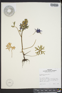 Delphinium tricorne image