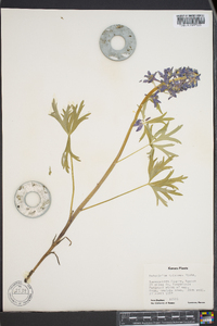 Delphinium tricorne image