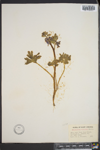 Delphinium tricorne image