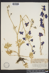 Delphinium variegatum subsp. apiculatum image