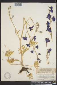 Delphinium variegatum image