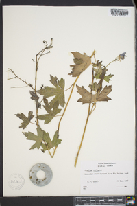 Aconitum uncinatum image