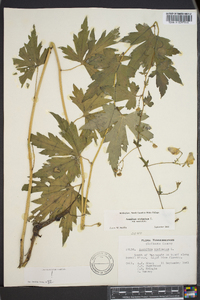 Aconitum uncinatum image