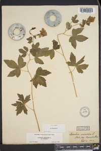 Aconitum uncinatum image