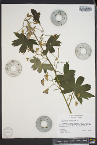 Aconitum uncinatum image