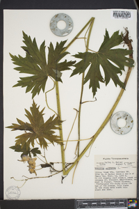 Aconitum uncinatum image