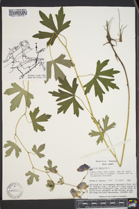 Aconitum uncinatum image