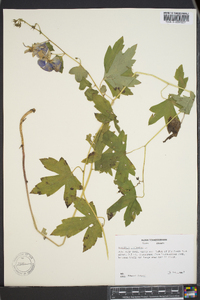 Aconitum uncinatum image