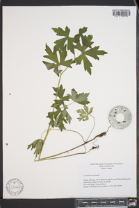 Aconitum uncinatum image