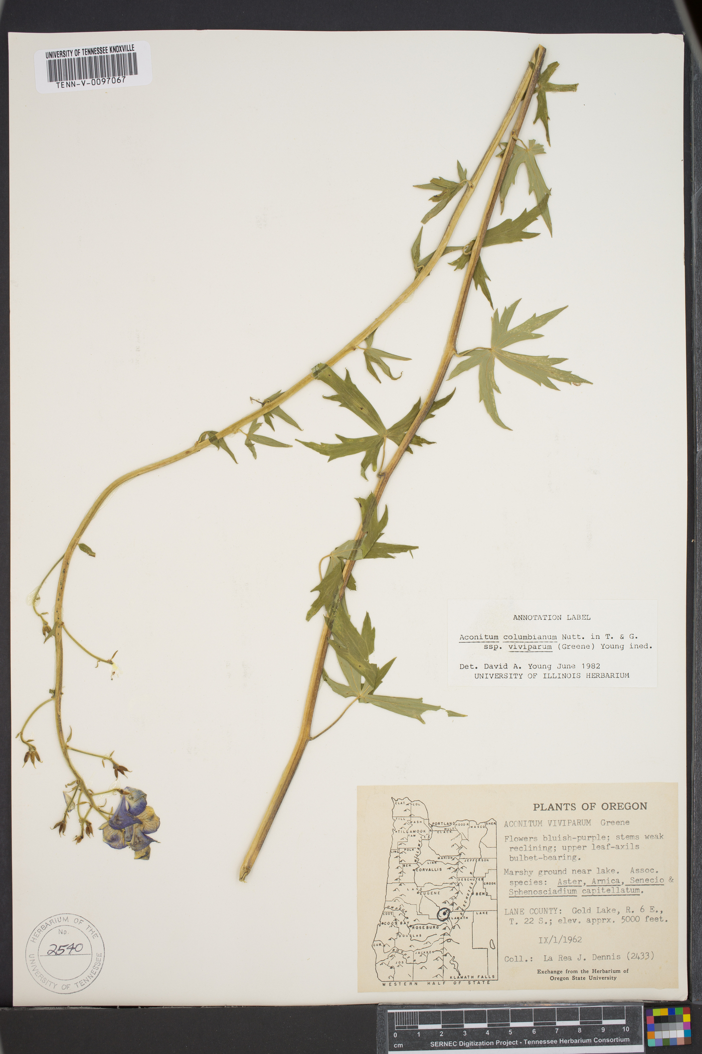 Aconitum columbianum subsp. viviparum image