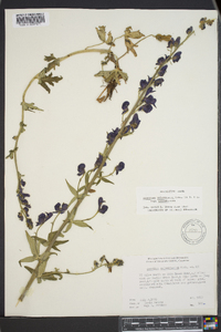 Aconitum columbianum subsp. columbianum image