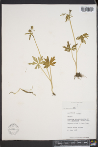 Aconitum delphiniifolium subsp. paradoxum image