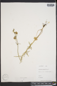 Aconitum delphiniifolium subsp. paradoxum image