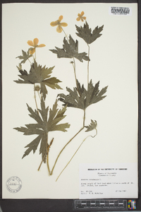 Anemone canadensis image