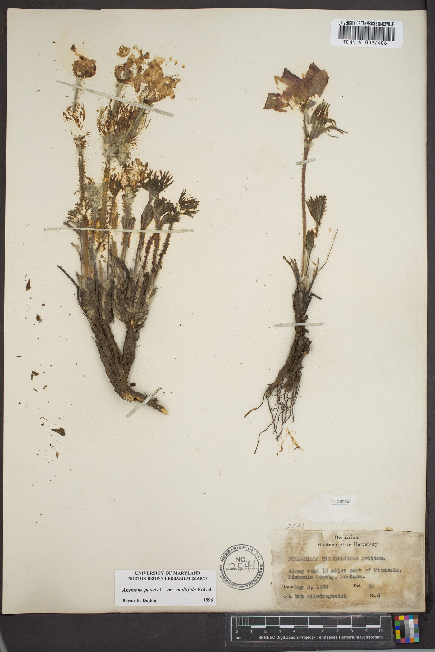 Pulsatilla patens subsp. multifida image