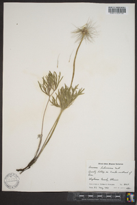 Pulsatilla patens image