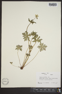 Anemone multifida image