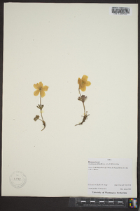 Anemone parviflora var. grandiflora image
