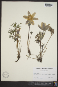 Pulsatilla patens image