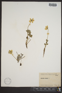 Pulsatilla patens image