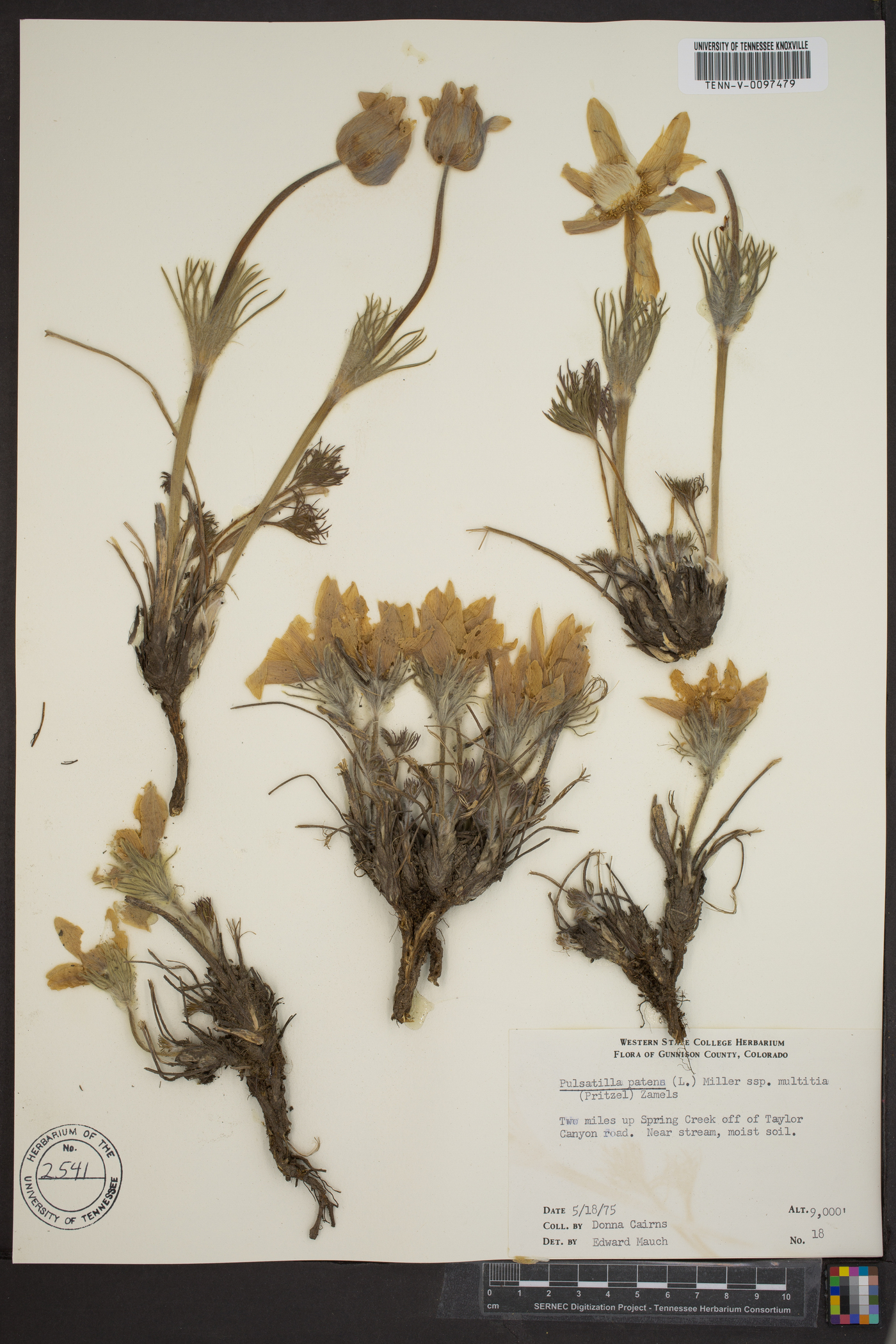 Pulsatilla patens var. multifida image