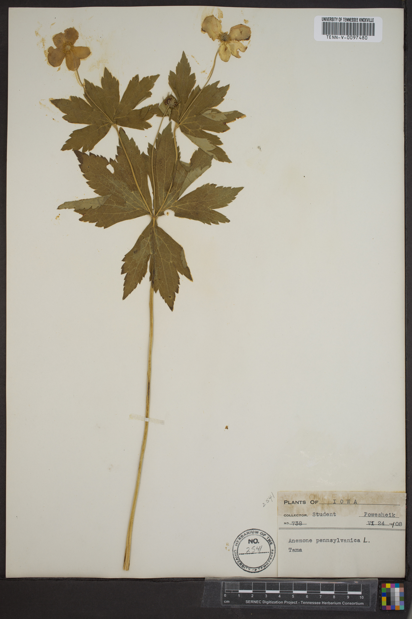 Pulsatilla patens var. multifida image