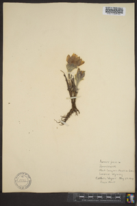 Pulsatilla patens image