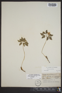 Anemone quinquefolia image