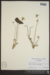 Anemone acutiloba image