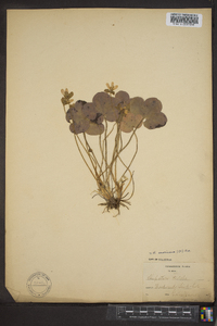 Anemone americana image