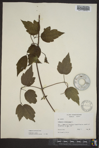 Clematis catesbyana image