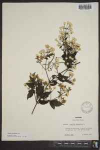 Clematis catesbyana image