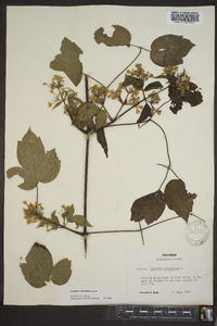 Clematis catesbyana image