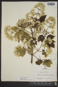 Clematis catesbyana image